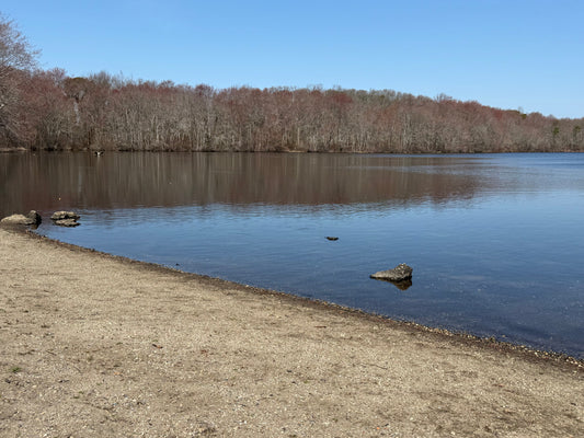 Finding Stillness by the Shore: Why Nature is the Ultimate Healer